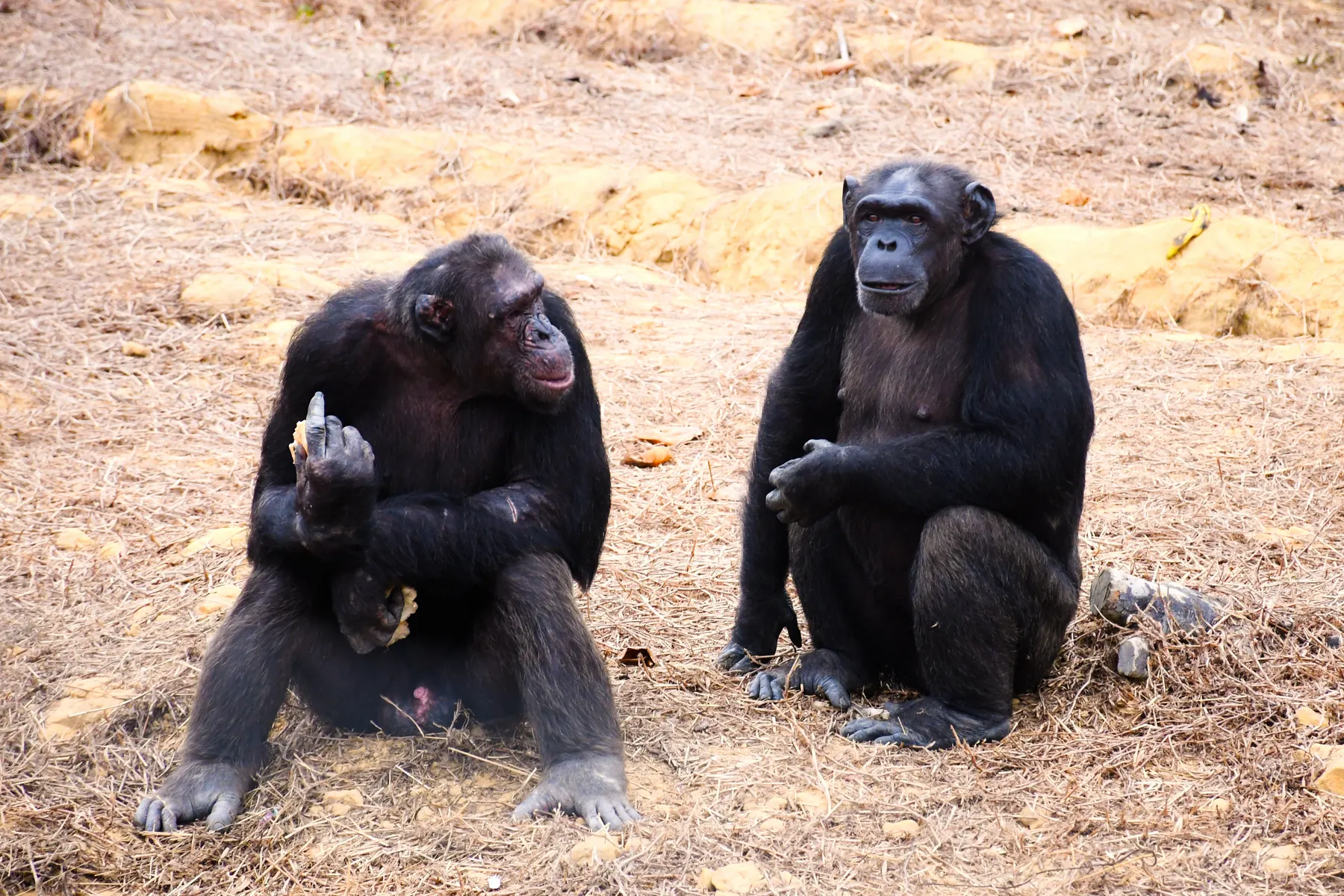 Deux chimpanzés assis côte à côte
