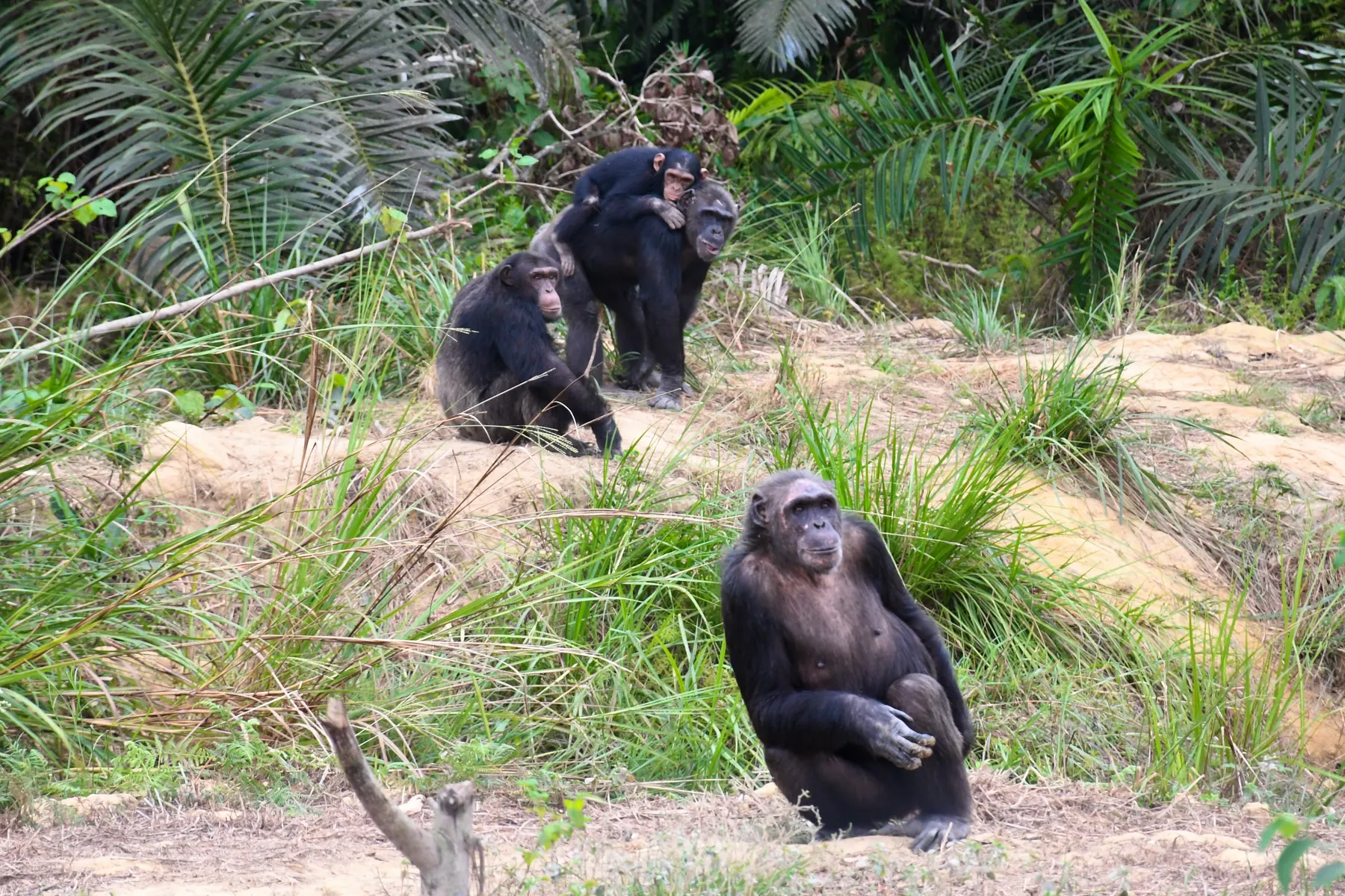 Trois chimpanzés sur un talus herbeux