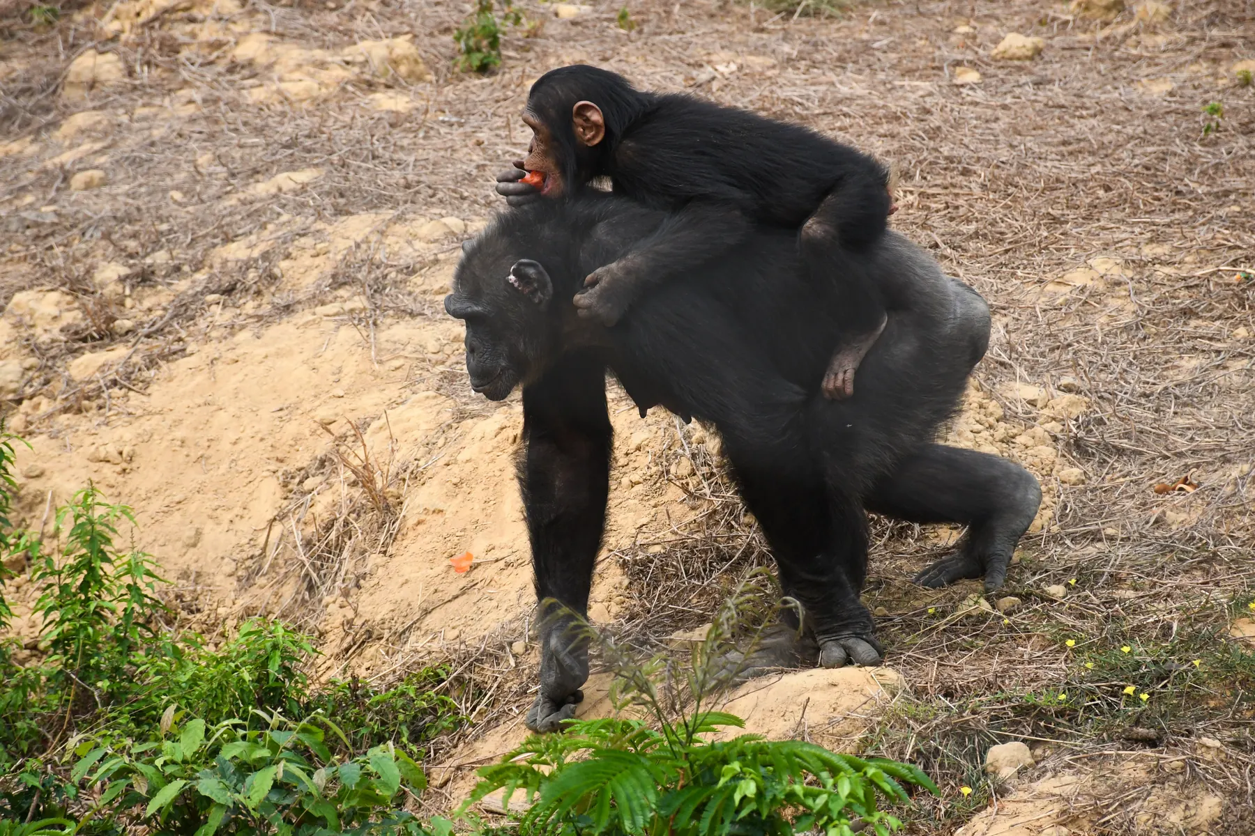Femelle chimpanzé portant son petit sur le dos