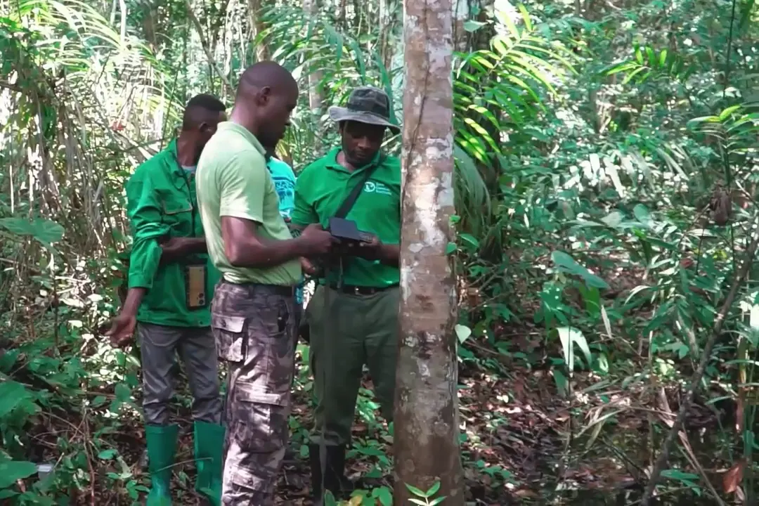 Trois agents en tenue verte consultent un appareil au pied d’un arbre