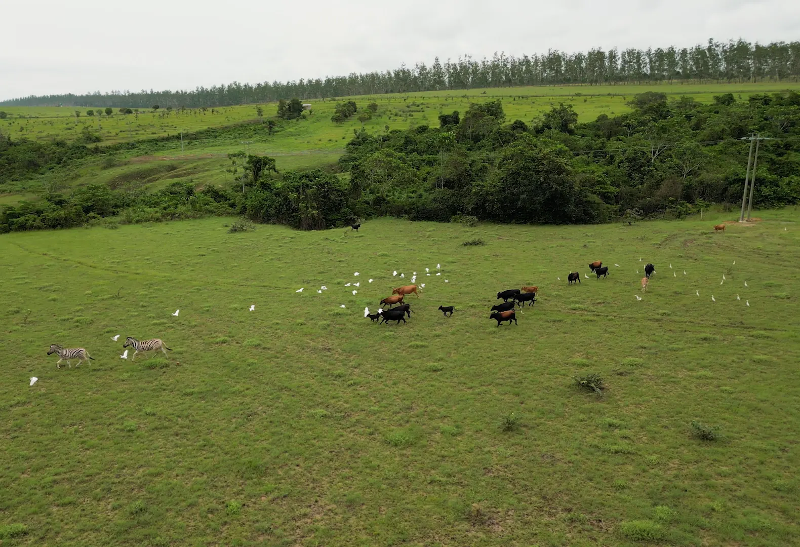 Vue aérienne d’une savane où paît un troupeau, bordée de forêt