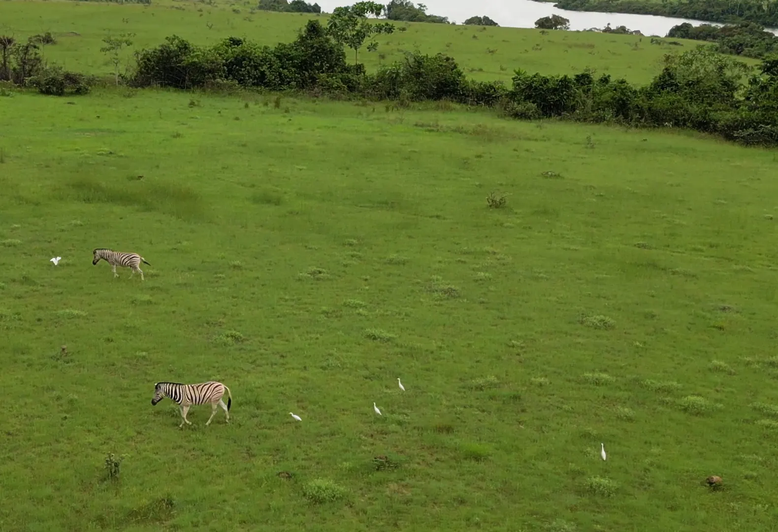 Zèbres dans une vaste prairie