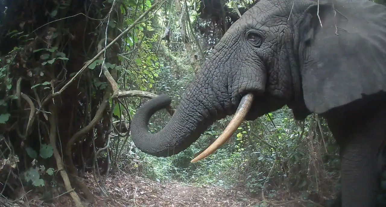 Éléphant, trompe enroulée, filmé de près par un piège photographique