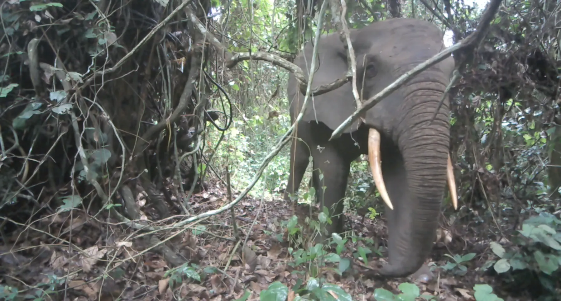Éléphant aux longues défenses dans un sous-bois dense