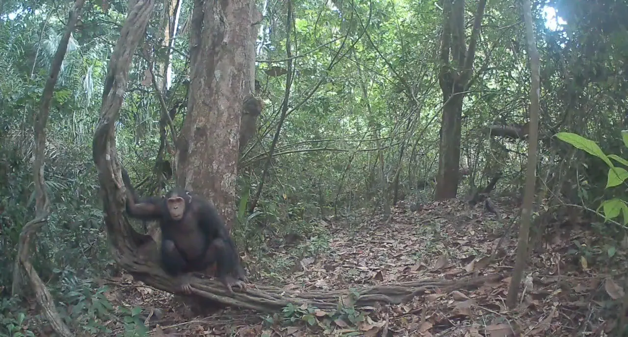 Chimpanzé assis au pied d’un arbre en sous-bois