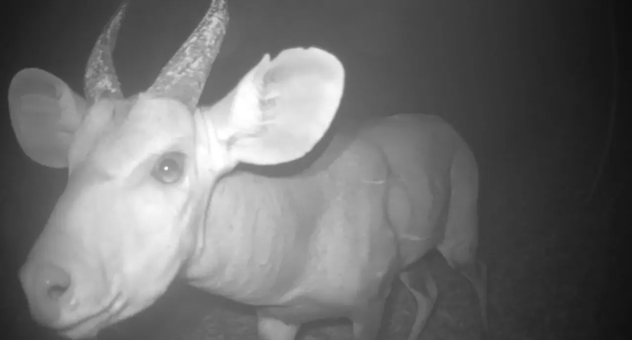 Antilope à cornes spiralées, face à la caméra, de nuit en infrarouge